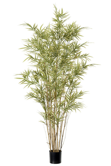 5' Royal Bamboo Tree