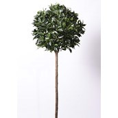 5' Bay Ball Tree