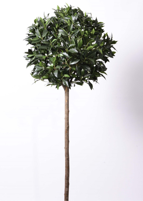 5' Bay Ball Tree