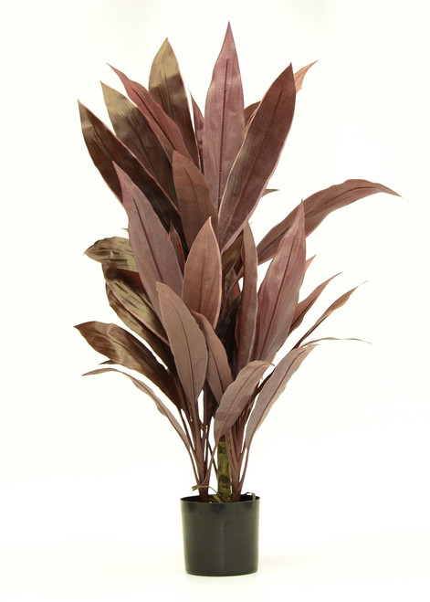 27cm Cordyline Tree
