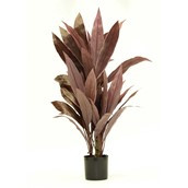 27cm Cordyline Tree