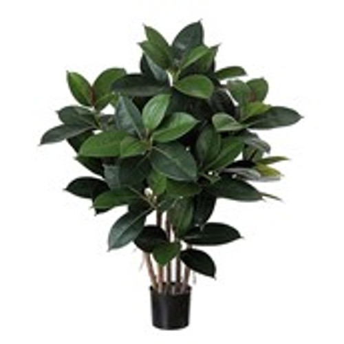 2' Rubber Tree