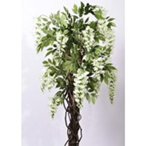 5' Wisteria Cream