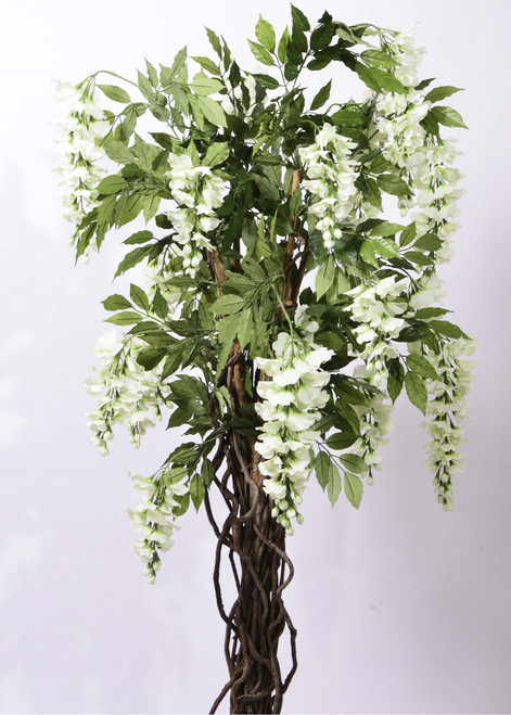 6' Wisteria   Cream
