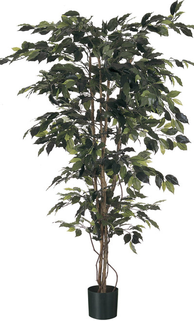 5' Ficus x 1008  Green