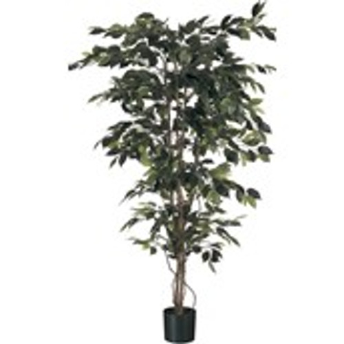 5' Ficus x 1008  Green