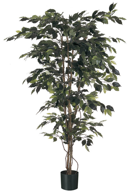 6' Ficus x 1248   Green