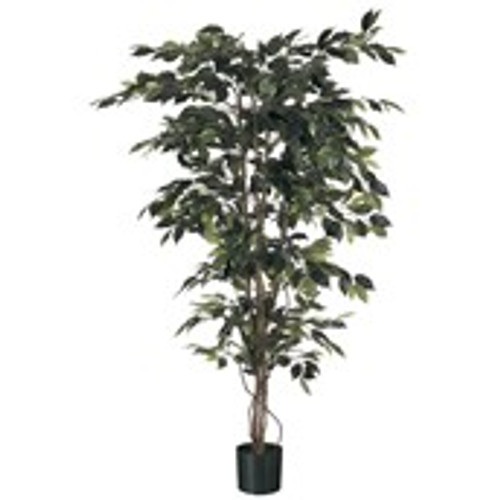 6' Ficus x 1248   Green