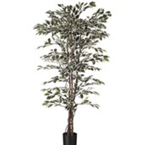 7' Ficus x 1488 Variegated