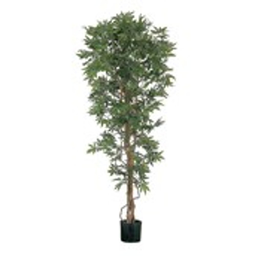 5' Japanese Maple x 627 Green