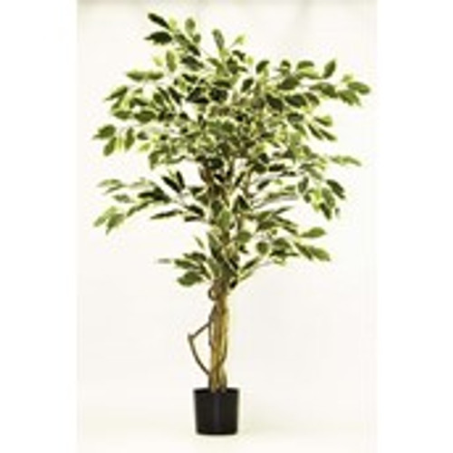 3' Ficus x 624 Variegated