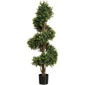 5' Boxwood Spiral Plant 2412Lvs Gr