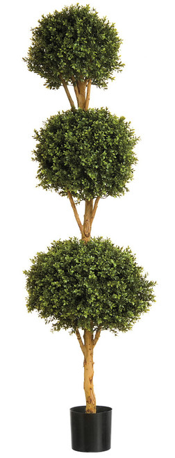 6' Boxwood Triple Ball Tree 3672Lv