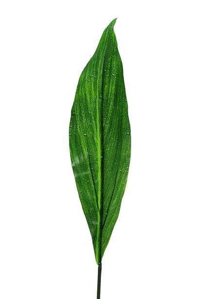 Raindrop Lily Leaf