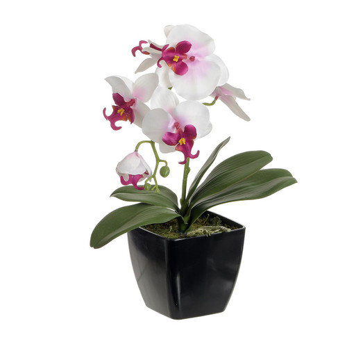 38cm Orchid in Black Pot Lt Pink