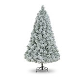 8' Laurent Spruce 922tips