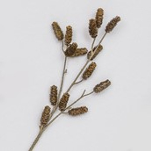 74cm Cone Spray Brown