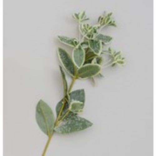 68cm Frosted Leaf Spray