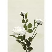 Micro Peach Rose x3 White