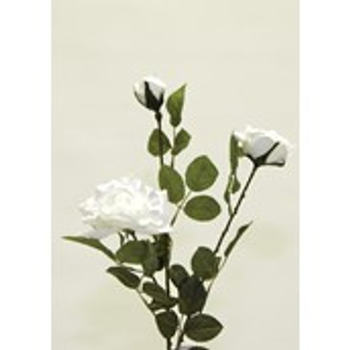 Micro Peach Rose x3 White