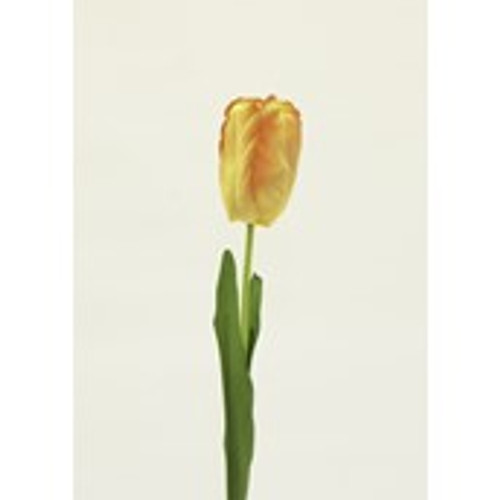 Single Tulip Peach