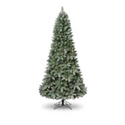 6ft Bristlecone Fir Tree 709Tips
