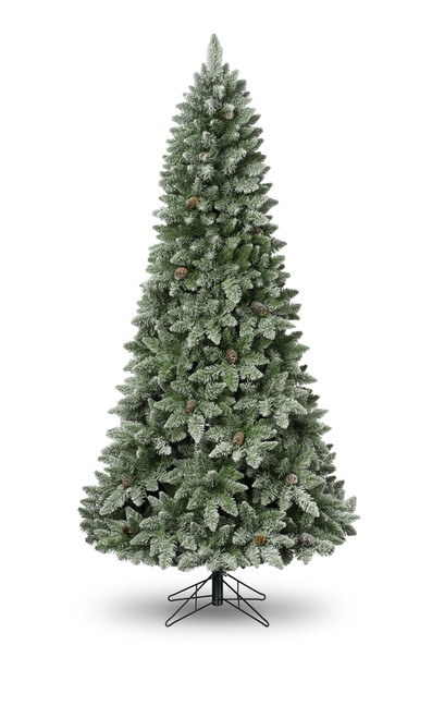 6ft Bristlecone Fir Tree 709Tips