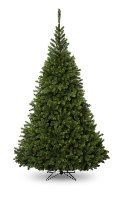 7ft Pre Lit Oregon Tree 500L/1103T