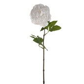 SORBET SINGLE PEONY STEM WHITE 60CM