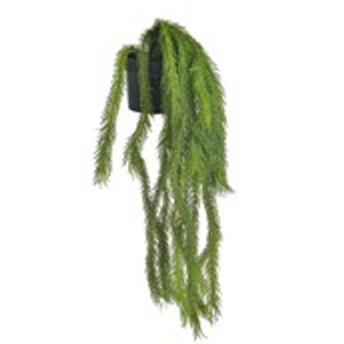 Hanging Finger Plant Dark Green 38Cm Hanging Finger Plant Dark Green 38Cm