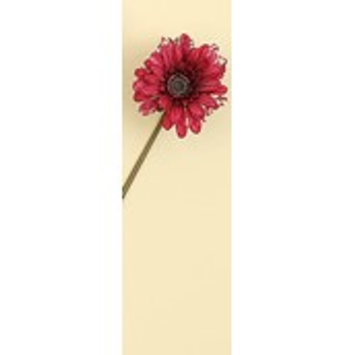 Fuchsia Gerbera Daisy