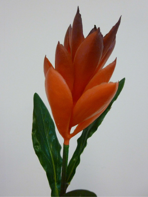 51cm Ginger Spray Red