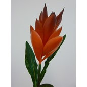 51cm Ginger Spray Red
