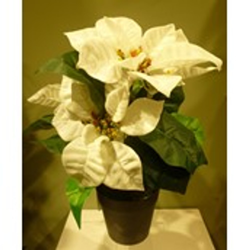 30cm Poinsettia Potted Cream