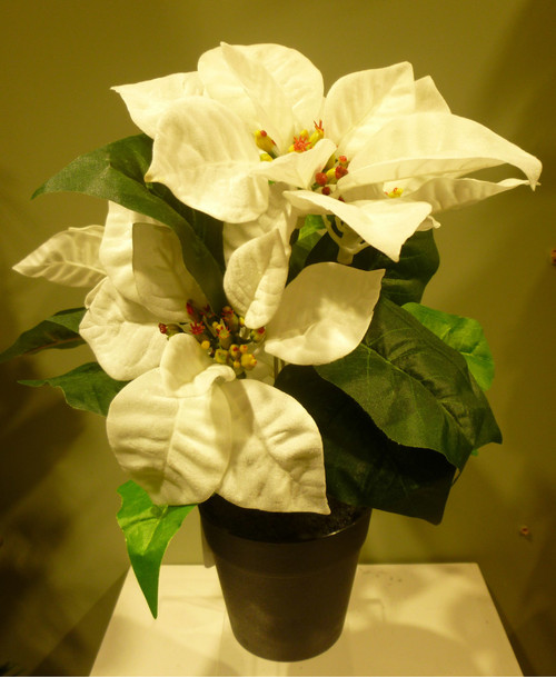 30cm Poinsettia Potted Cream