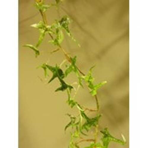 160cm Frosted Ivy Garland