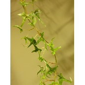 160cm Frosted Ivy Garland