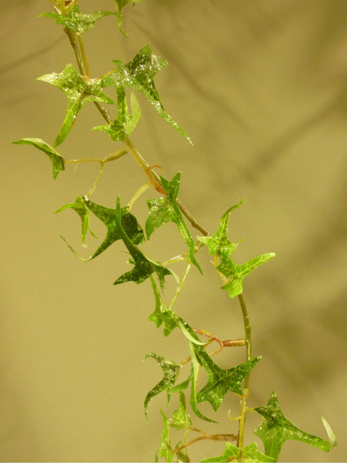 160cm Frosted Ivy Garland