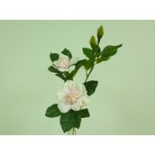 Gardenia Spray  Cream/Pink