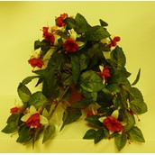 Hanging Fuchsia Bush Red/Cream