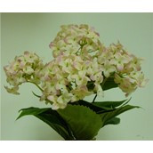 32cm Snowball Bush x5 Pink