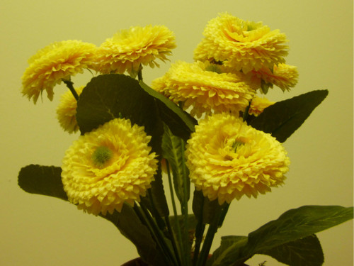 24cm Bellis Bush Yellow