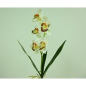 Cymbidium x5 W/Leaves Cream