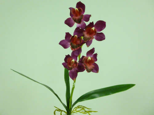 Cymbidium x5 W/Leaves Purple
