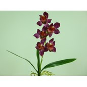 Cymbidium x5 W/Leaves Purple