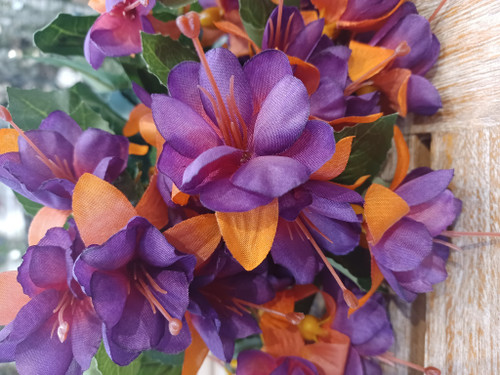 Fuchsia Bush x12 Purple