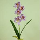 Cymbidium x5 W/Leaves Pink