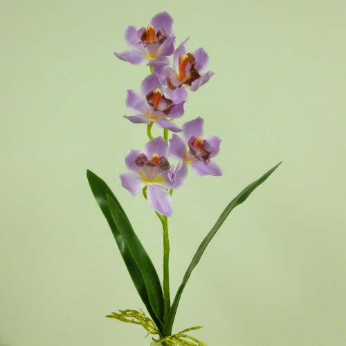 Cymbidium x5 W/Leaves Pink