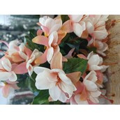 Fuchsia Bush x12 Lt Pink