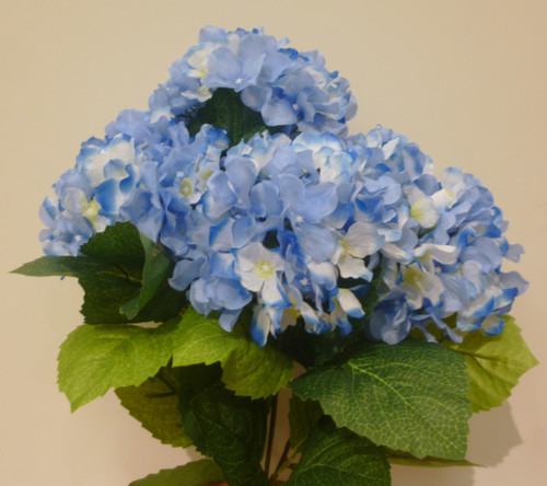 Hydrangea Bush Blue